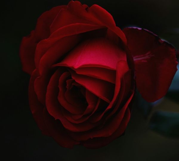 rose vale