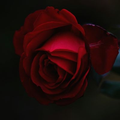 rose vale