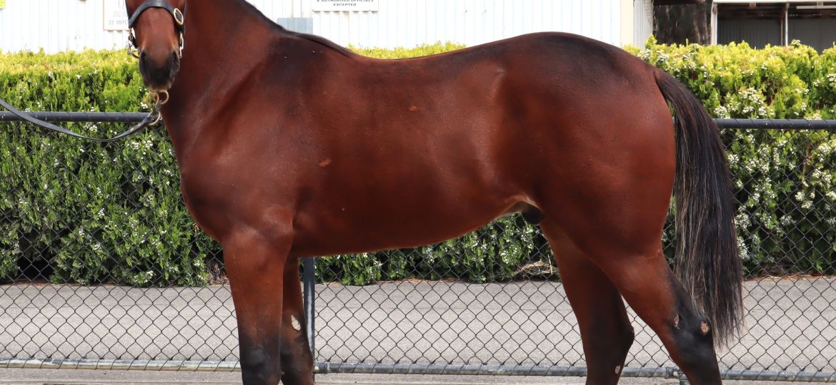 Golden Tribe - 2023 yearling photo