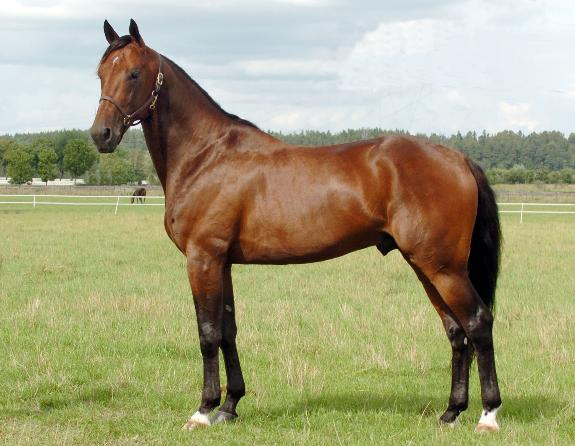 wharton-swedish-trotting-titans-available-in-australia
