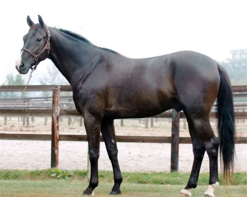 frozen-semen-sires-shine-brightly-in-australia