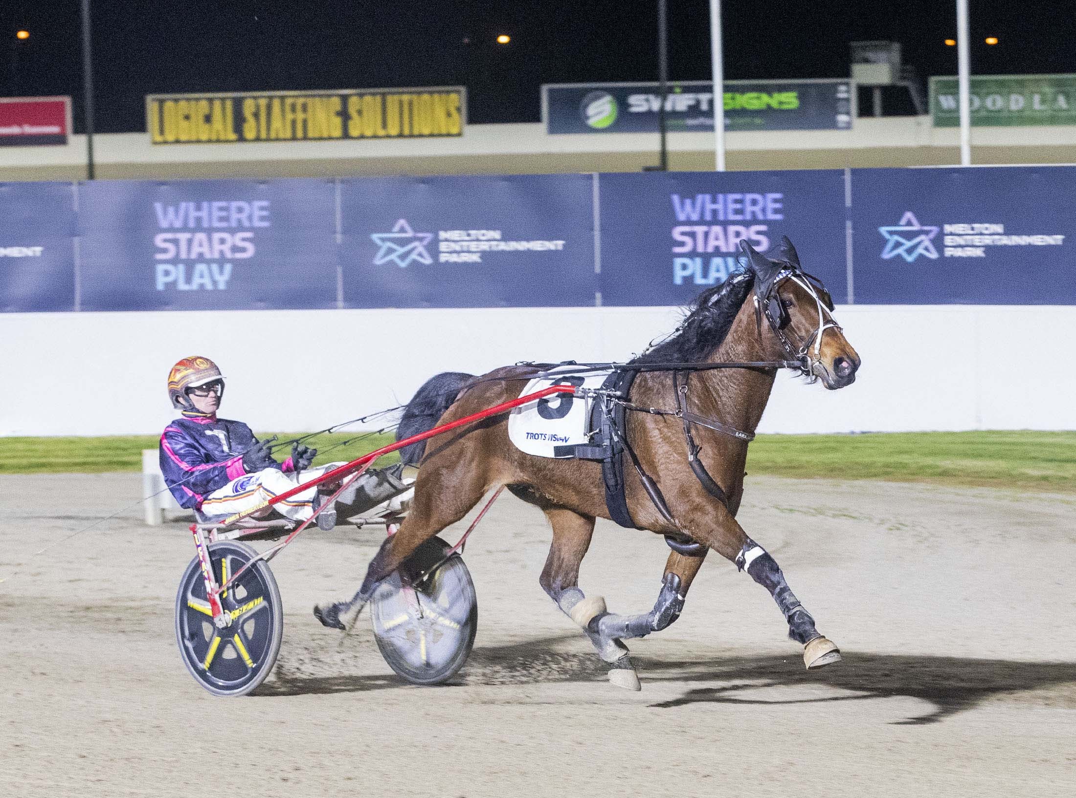 wharton-bonanza-for-ballarat-trotting-breeder