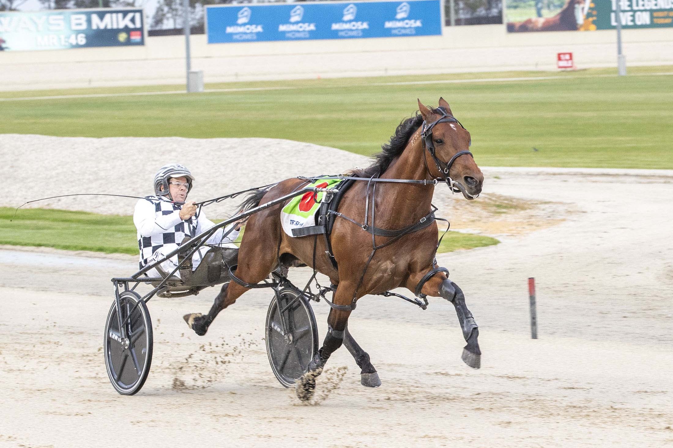 leap-to-fame-back-to-winning-ways-as-new-zealand-cup-beckons
