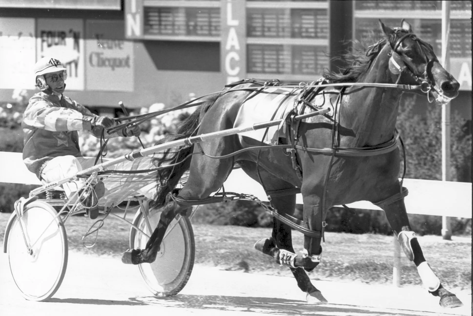 stewart-dominates-again-with-three-winners-from-the-same-family-line