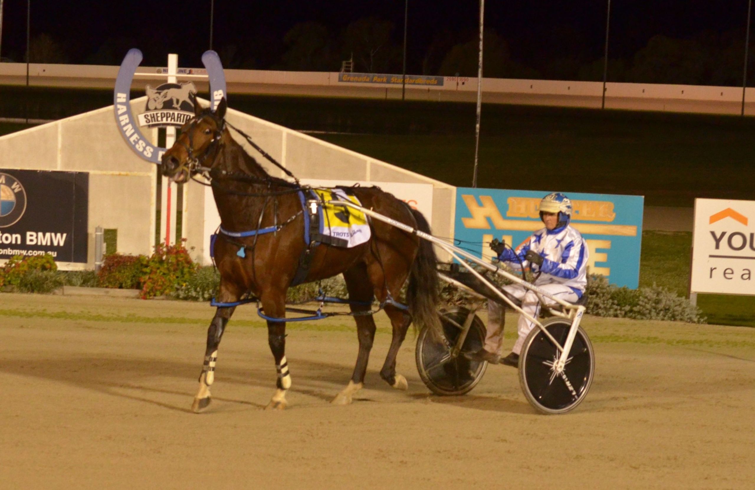 wilsons-miracle-mare-chirripo-continues-to-deliver