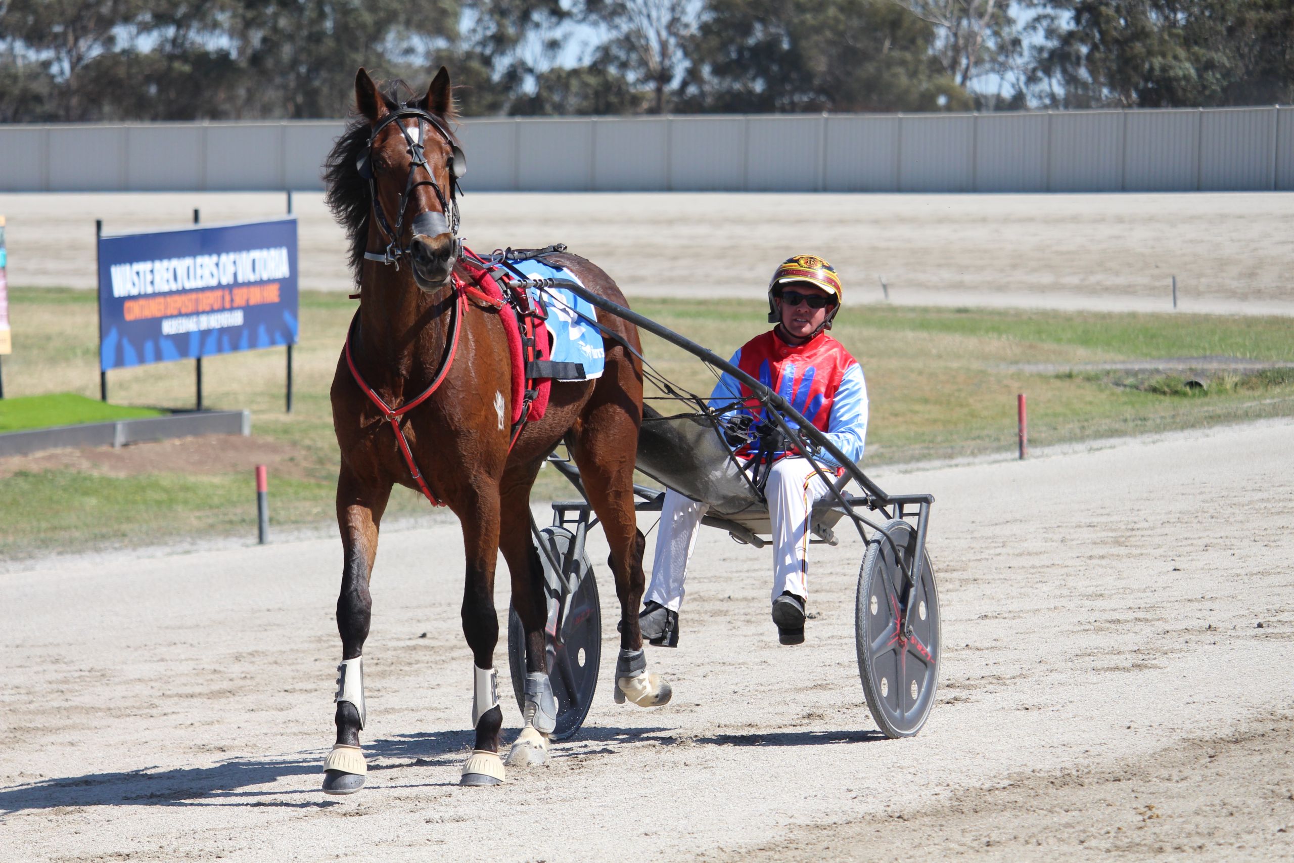 against-all-odds-trotter-eyes-second-group-one-for-cathels