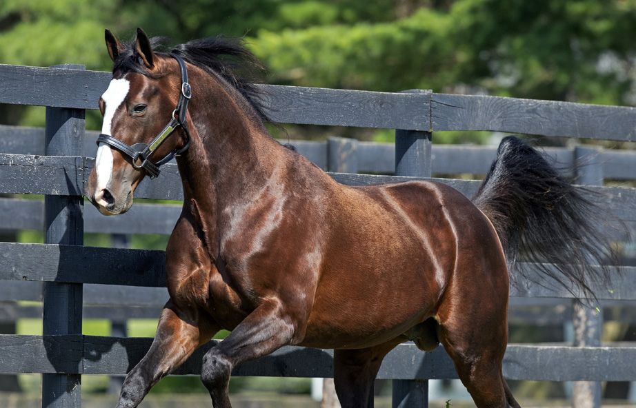 wharton-sweet-lou-crowned-australias-leading-sire-for-first-time