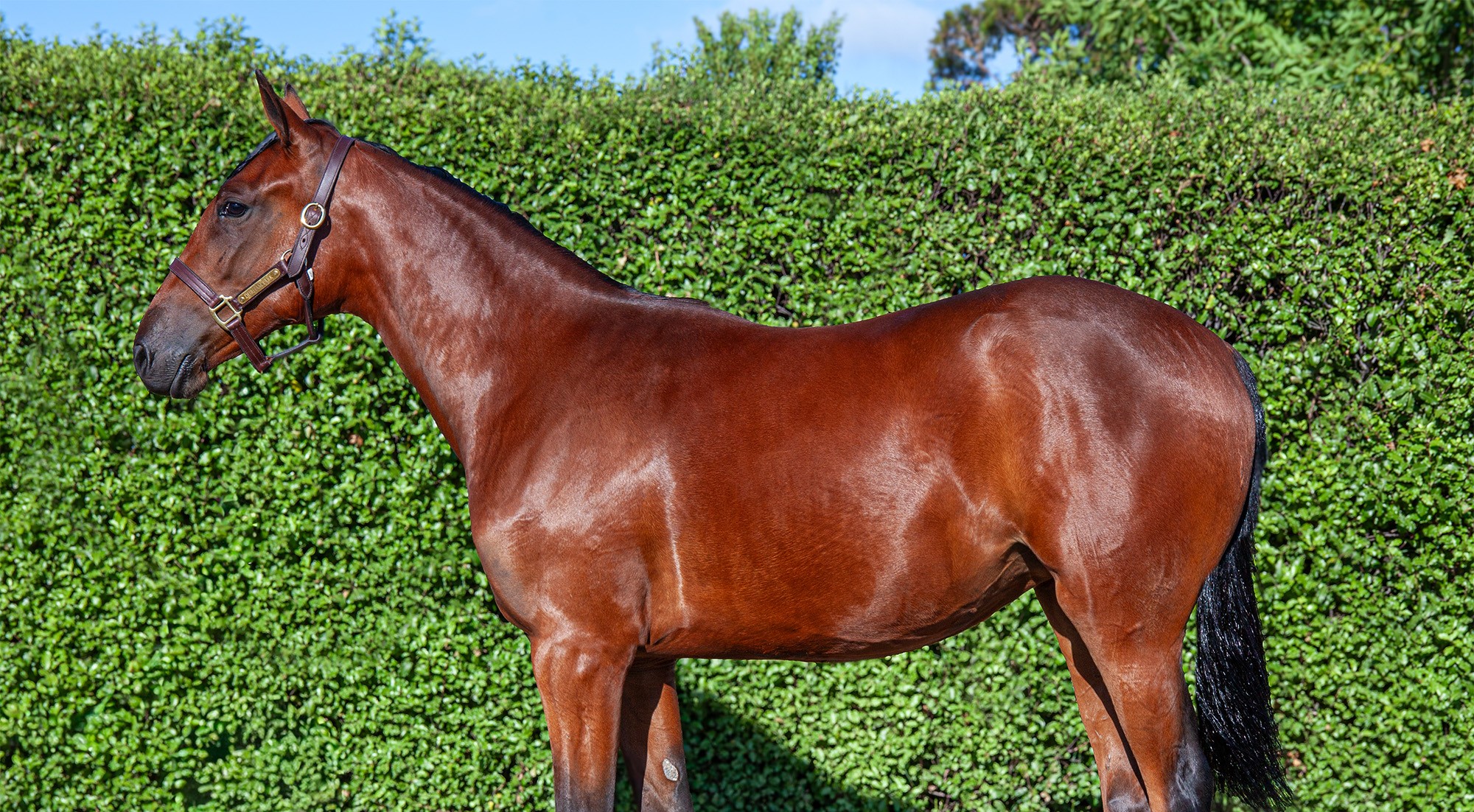 bruce-edward-the-ones-that-buyers-missed