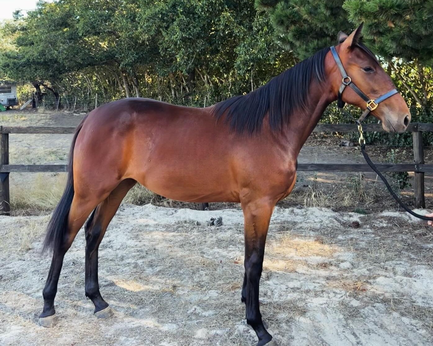 apg-regally-bred-filly-being-offered-to-aid-charity