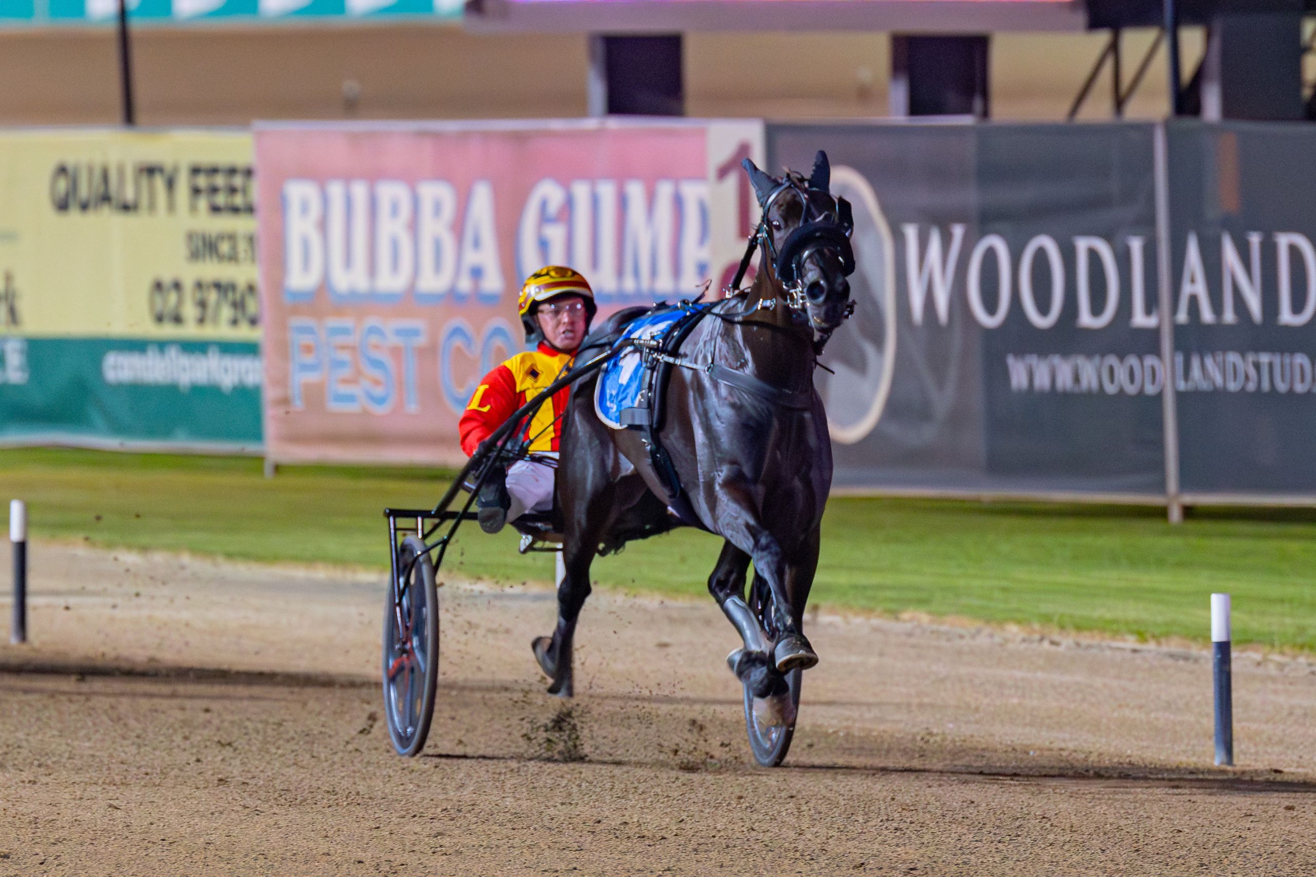 zahara-to-miss-group-1-macarthur-mile