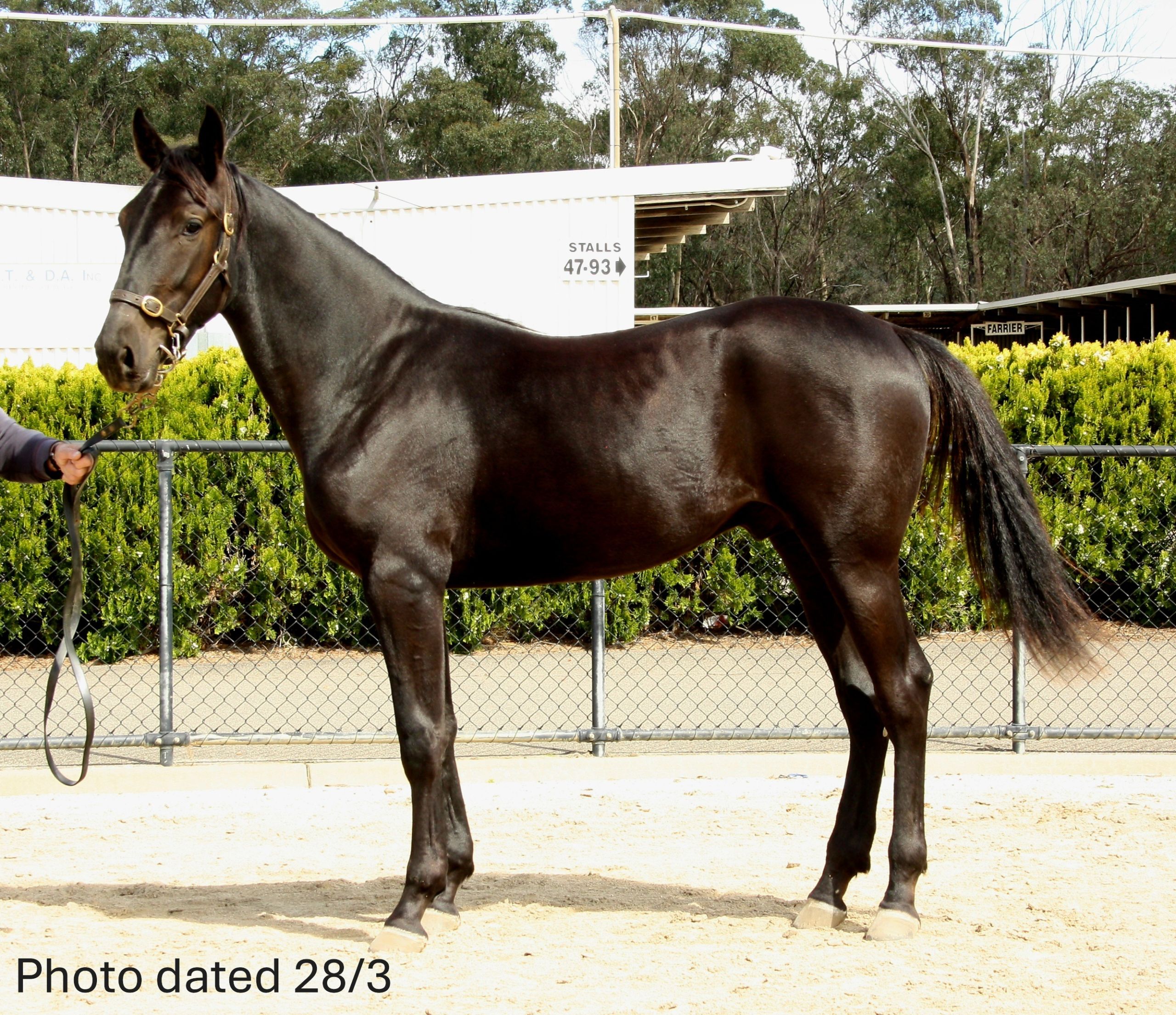 voucher-eligible-vicbred-pure-pair-headlines-graham-family-offering