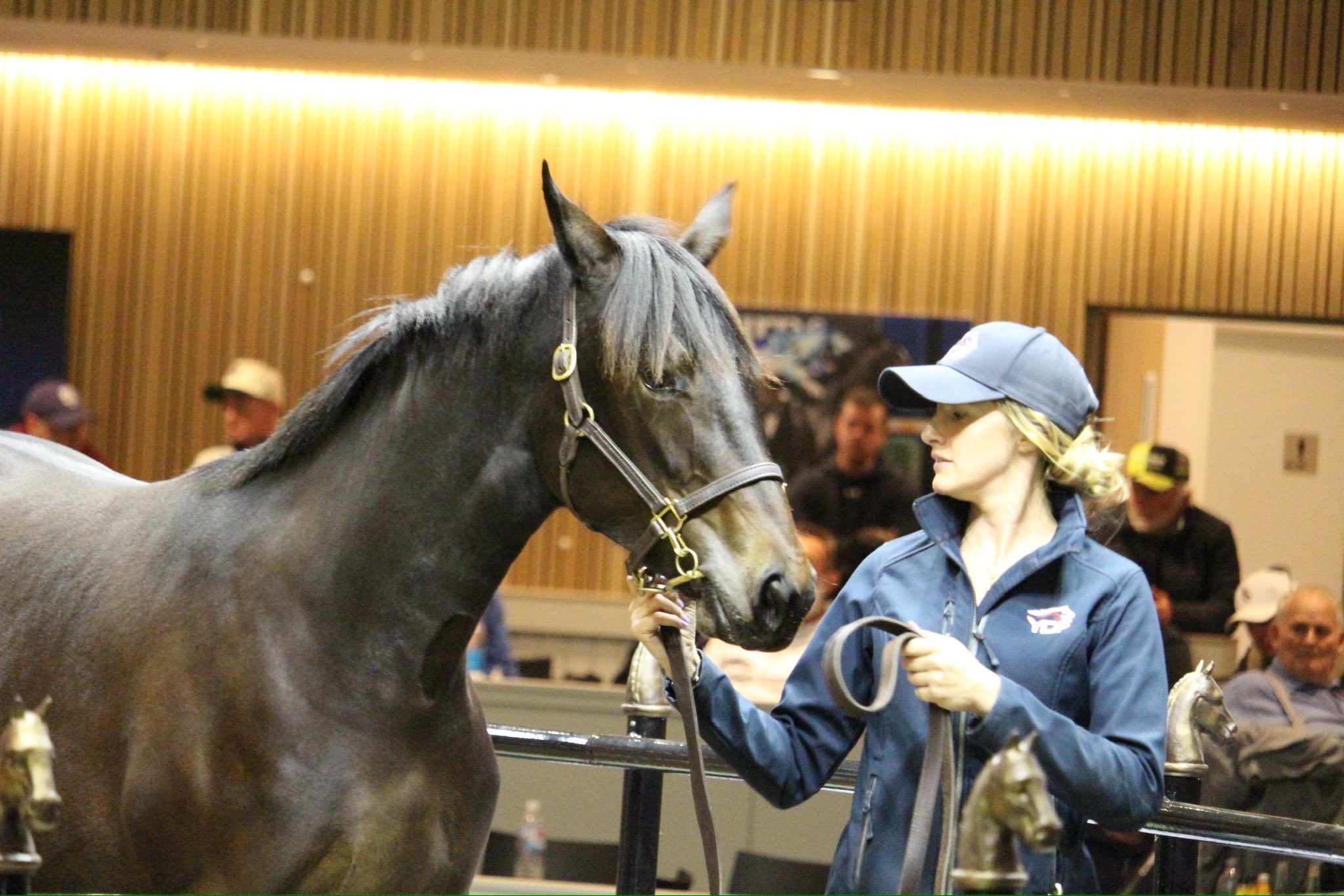 trotting-yearlings-steal-the-show-at-nutrien-melbourne-sale