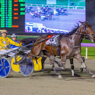 Max Delight Nullarbor