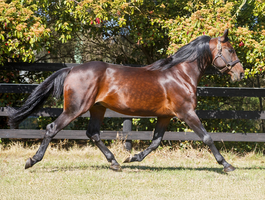 volstead-stock-set-to-shine-at-nutrien-melbourne-yearling-sale