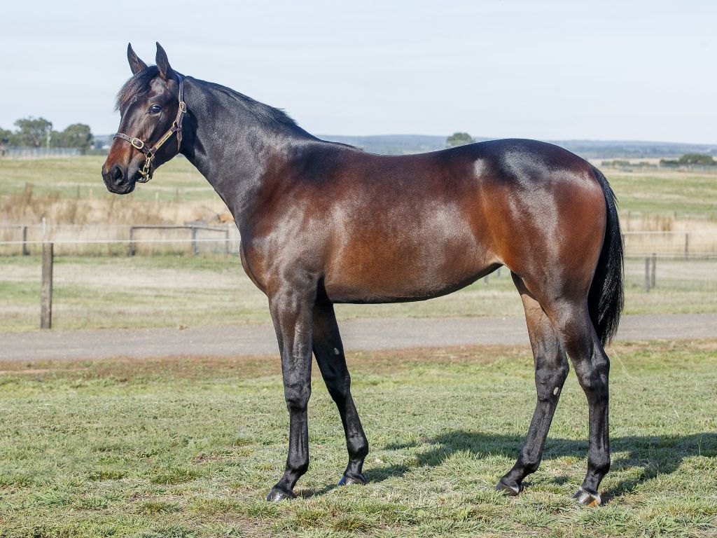 Walner-Dance Craze filly