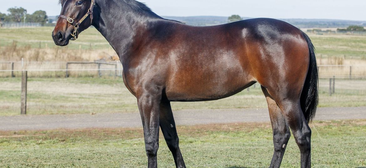 Walner-Dance Craze filly