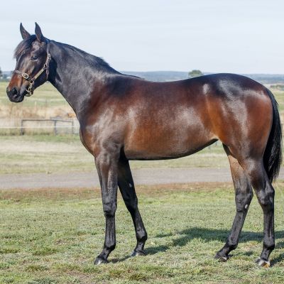Walner-Dance Craze filly