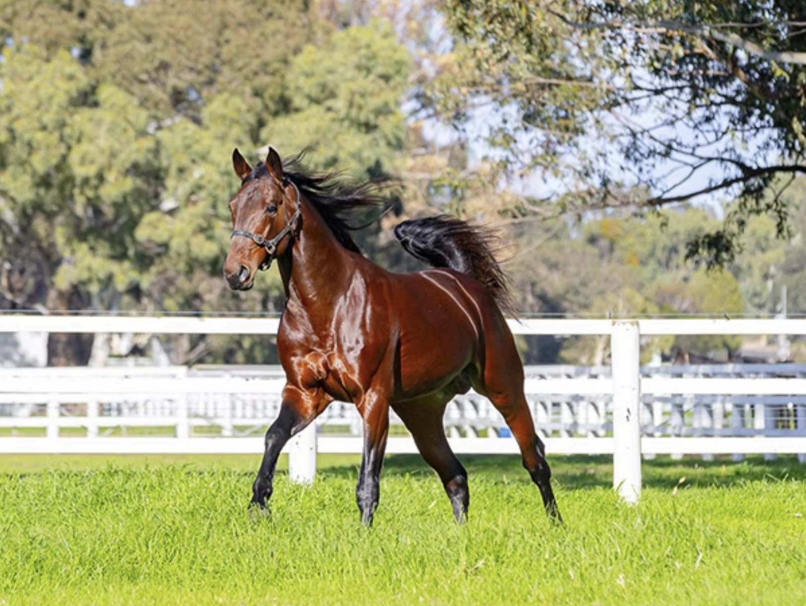 wharton-captain-ahab-to-stand-stud-in-victoria