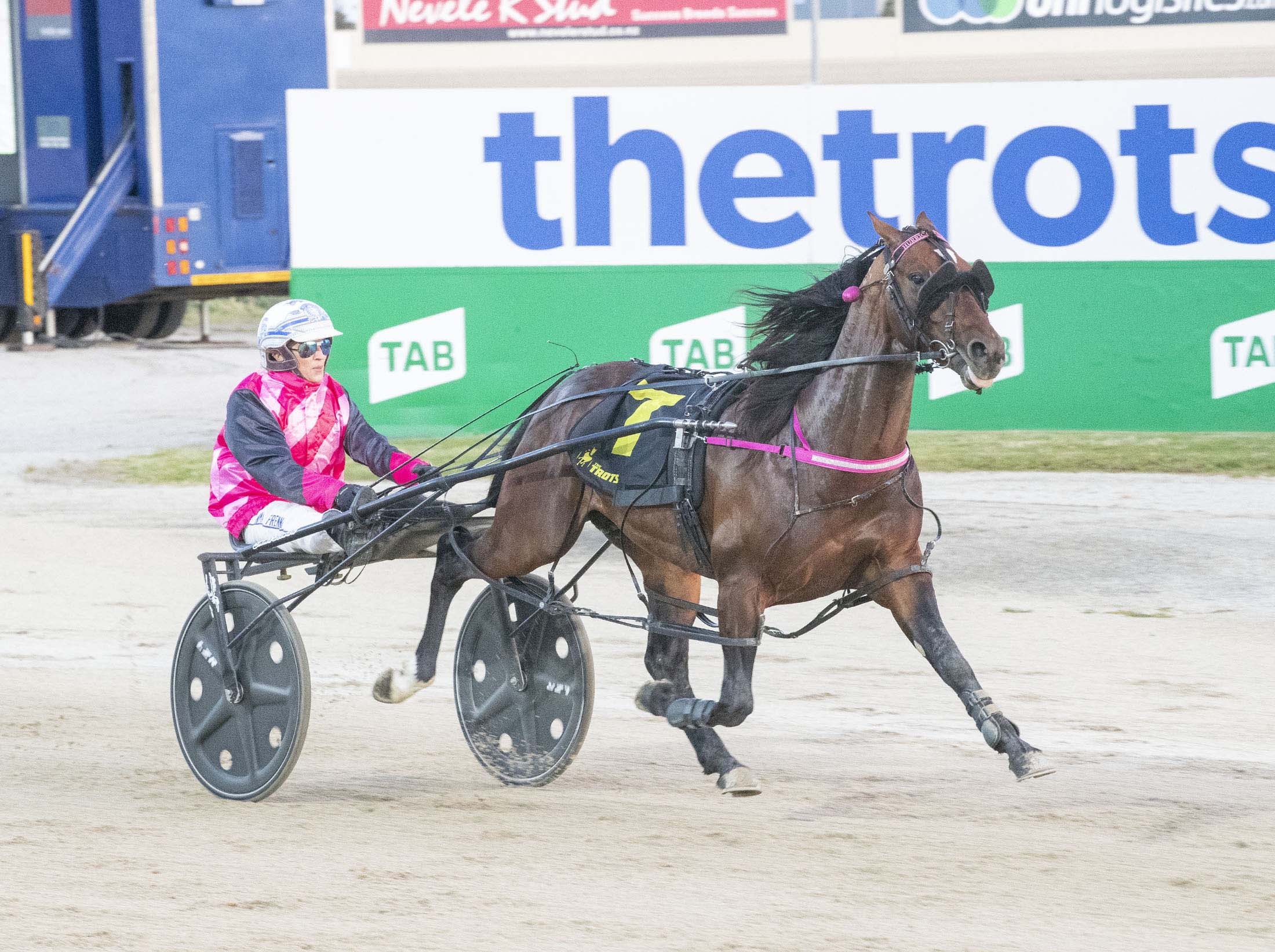 hurricane-harley-from-winners-circle-to-show-ring
