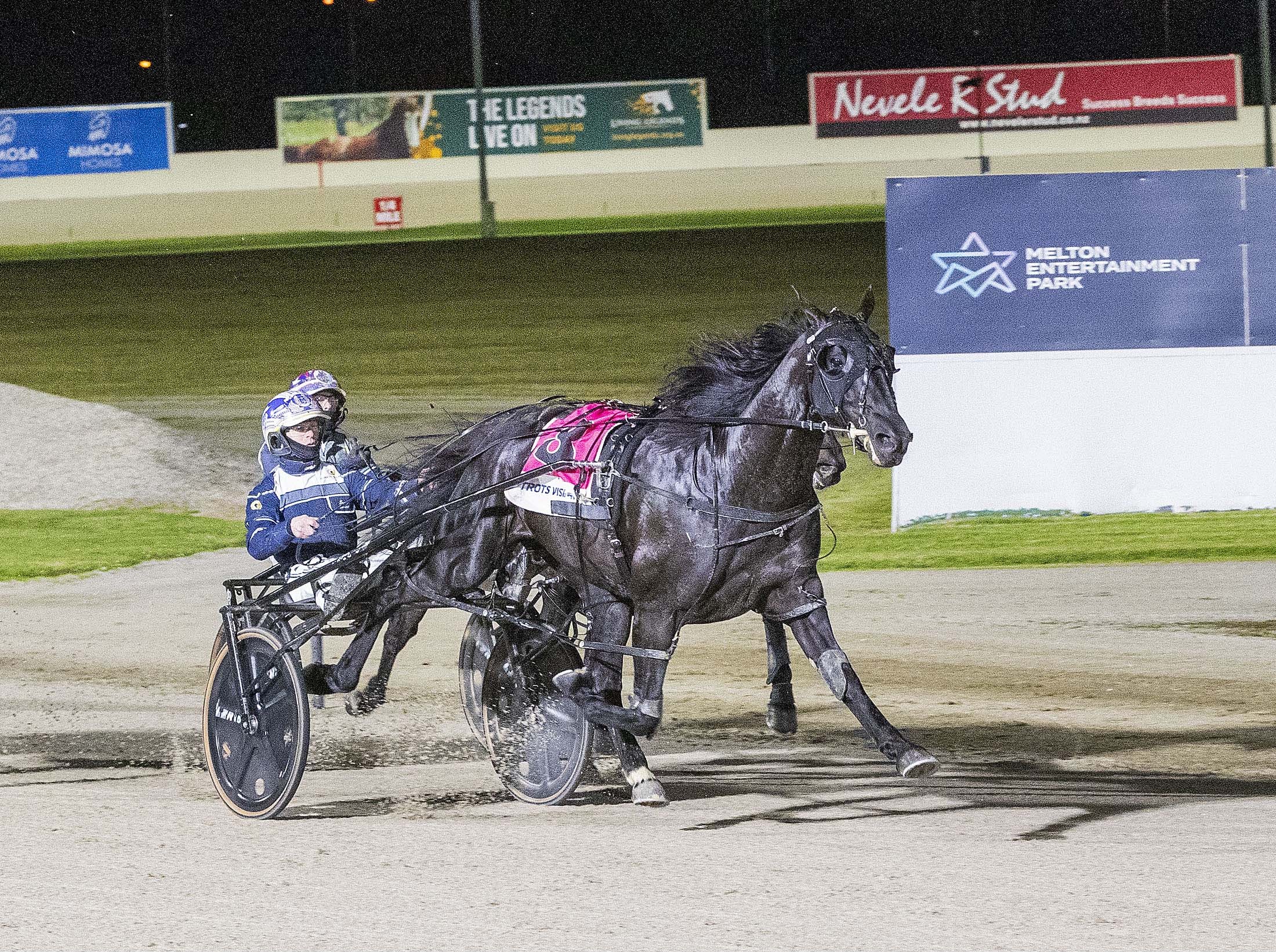 wharton-horse-lover-lyndon-has-formula-for-breeding-success